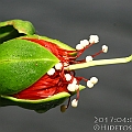 Sonneratia caseolaris (Red-flowered Apple Mangrove) found in Daintree in North Queensland<br />Canon KDX (400D) + EFS60 F2.8 + SPEEDLITE 380EX